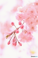 優しい桜色の中で