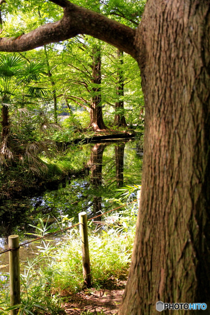 メタセコイアごしのメタセコイア