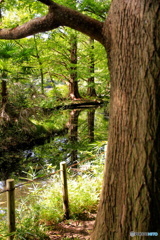 メタセコイアごしのメタセコイア