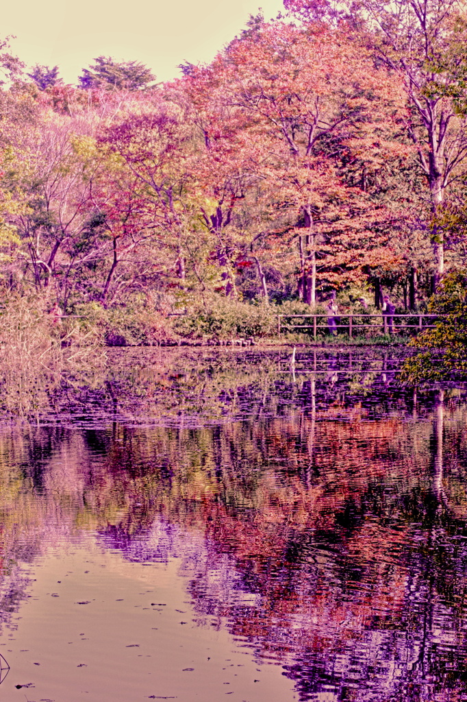 秋景色の映り込み