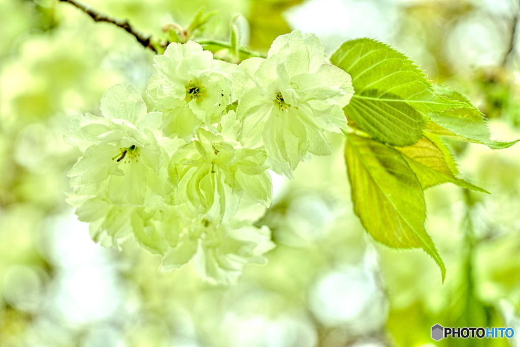 ウコン桜