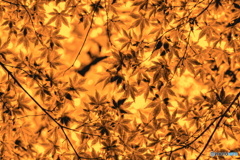 色遊び（もみじ）