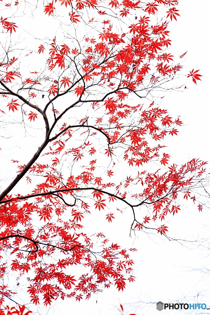 紅葉の風