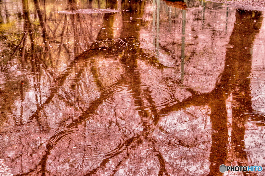 桜水紋