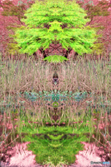 マジックピクチャー（プードル）