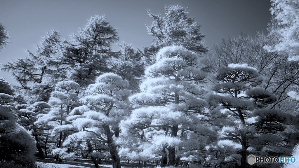 Snow Magic（雪中松）