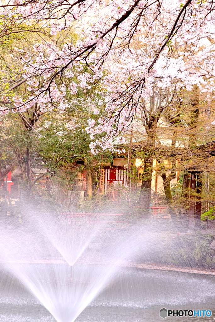 噴水と桜