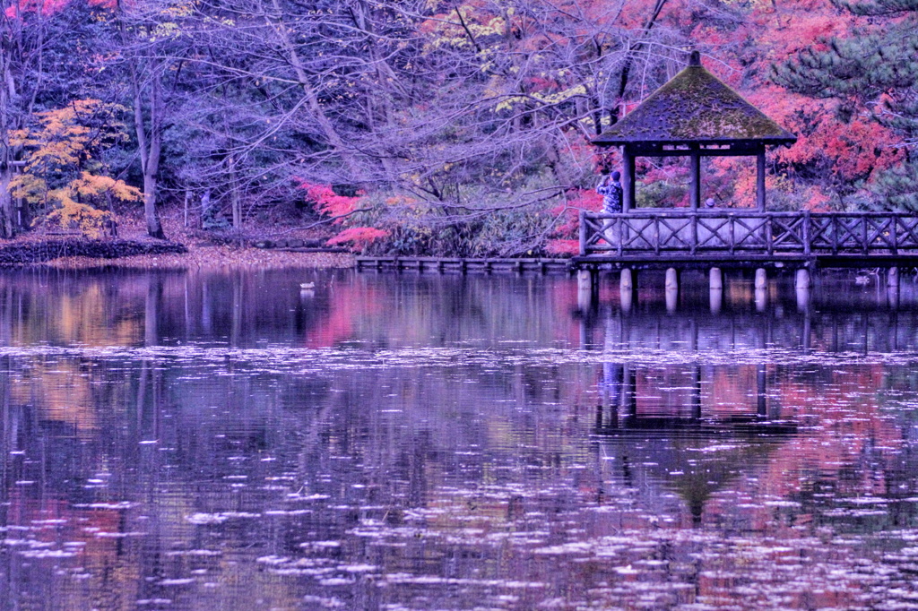 紅葉を楽しむ人