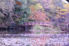 秋の森と木橋