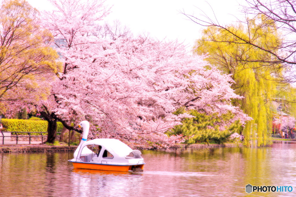 石神井公園ボート池の春化粧