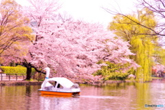 石神井公園ボート池の春化粧