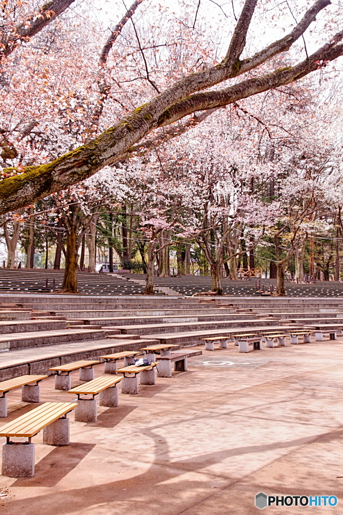 野外ステージと桜