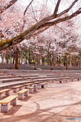 野外ステージと桜