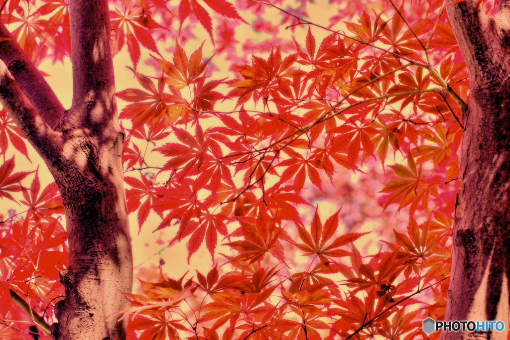 美紅葉