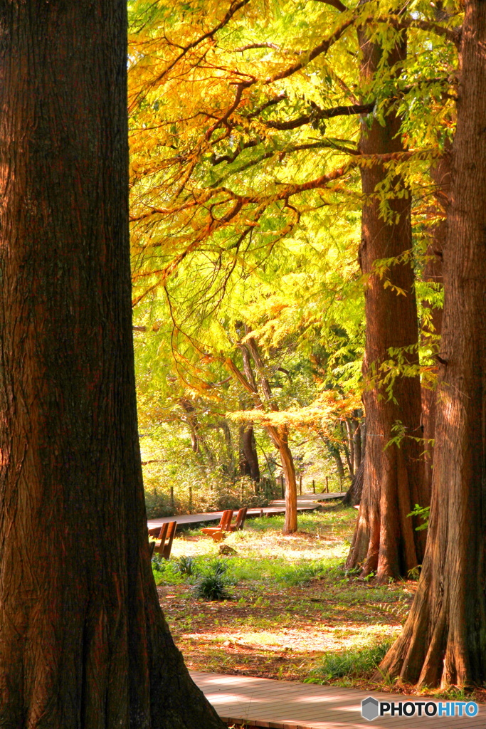 メタセコイアフレーム