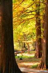 メタセコイアフレーム