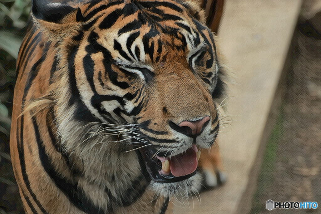 Tiger Smile(1)