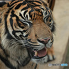 Tiger Smile(1)