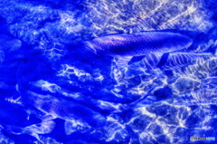 水紋と鯉