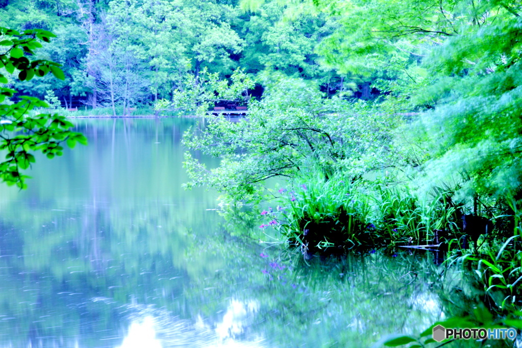 池と新緑の景色