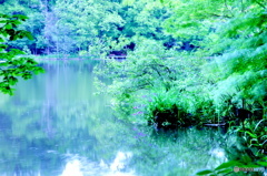 池と新緑の景色