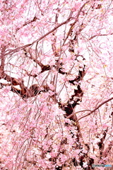 桜の風