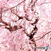桜の風