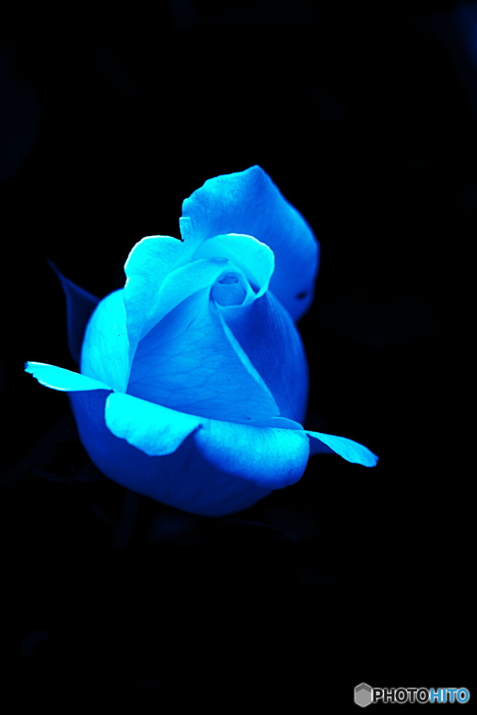 ＢＬＵＥ　ＲＯＳＥ