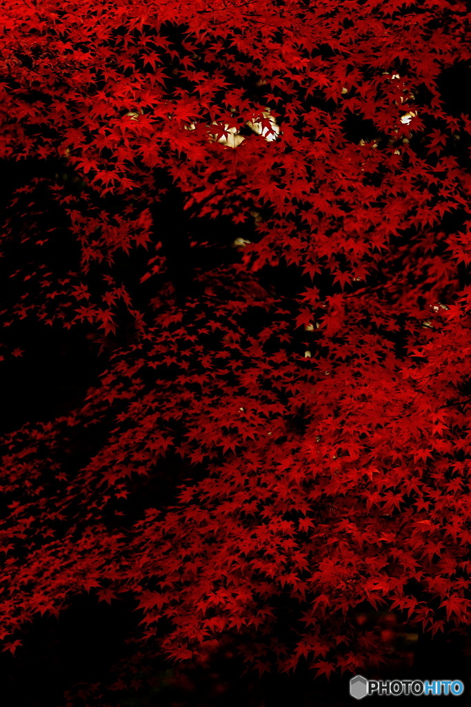 紅い波