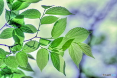 葉っぱに映る葉っぱ