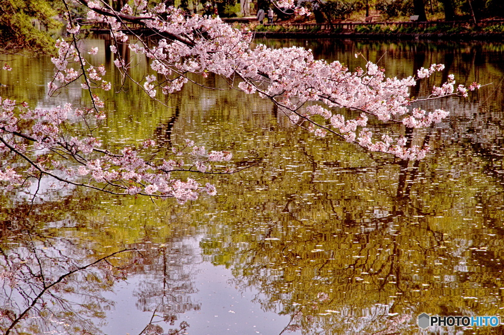 桜写し