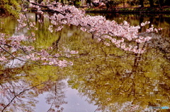 桜写し