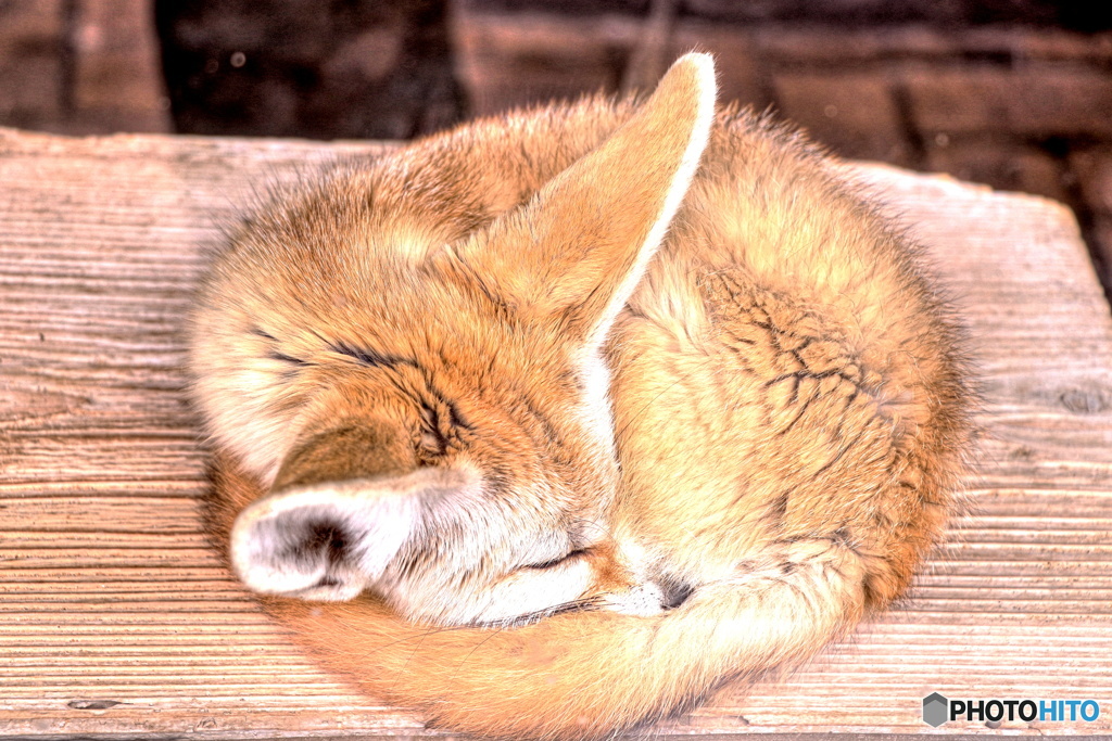 居眠りフェネック