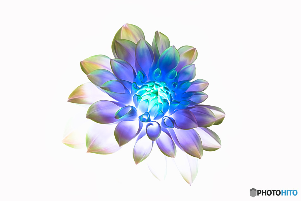 Rainbow Dahlia