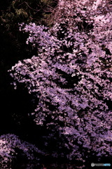 踊る桜
