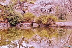 写し絵（桜と石橋）