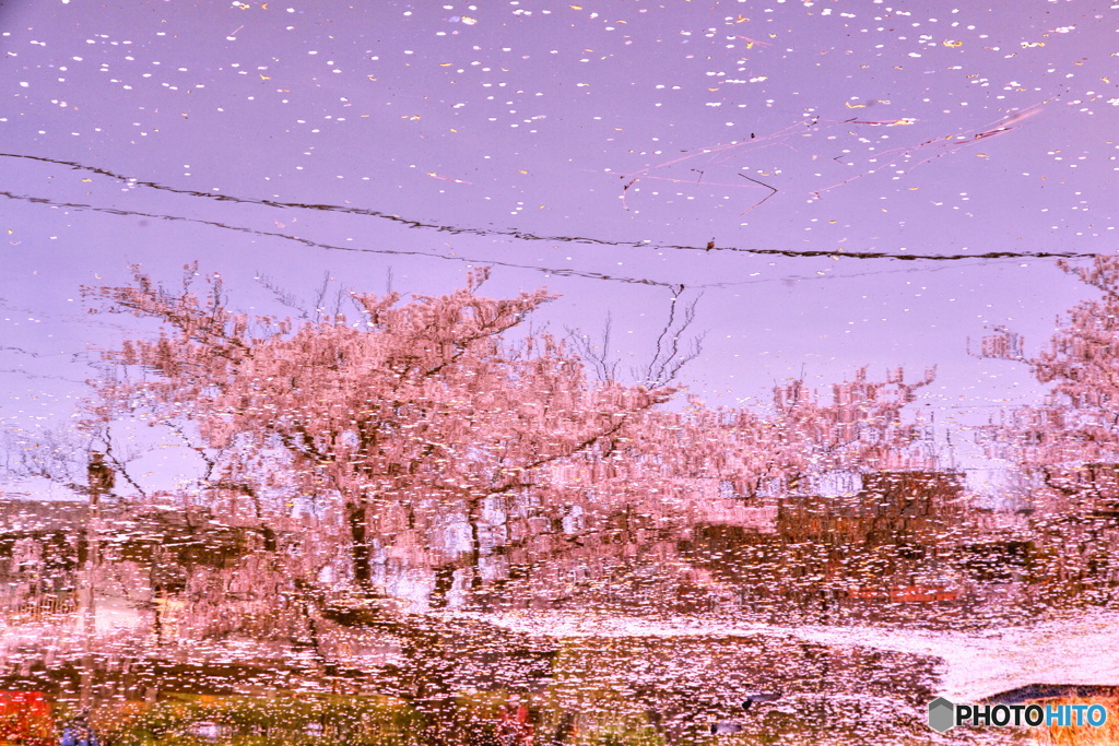 桜降る街（映り込み）