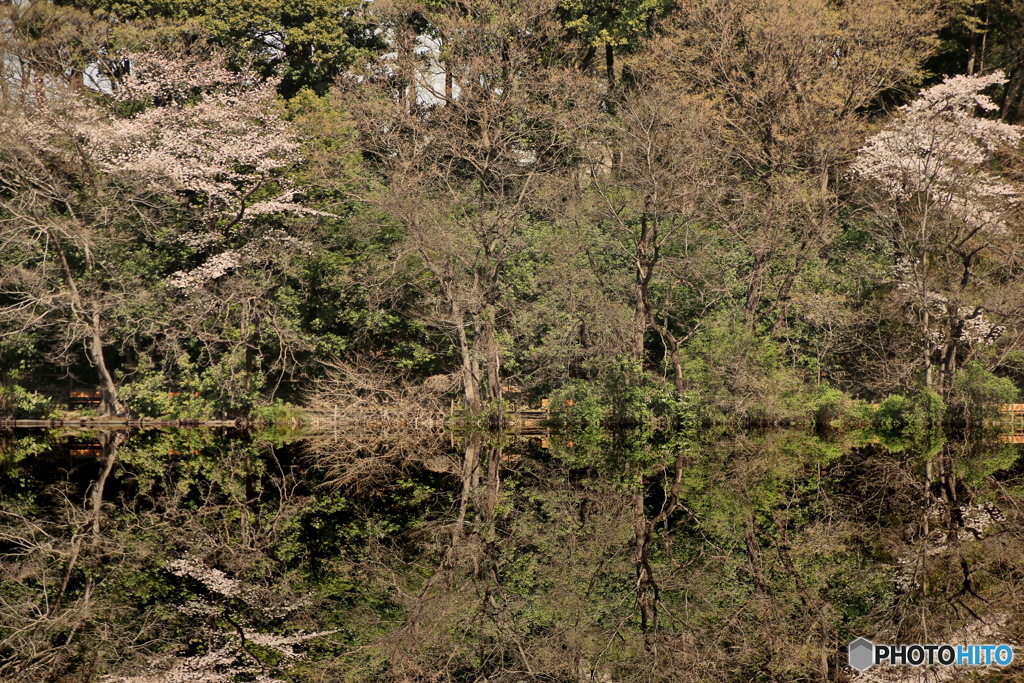 リフレクション風桜の景