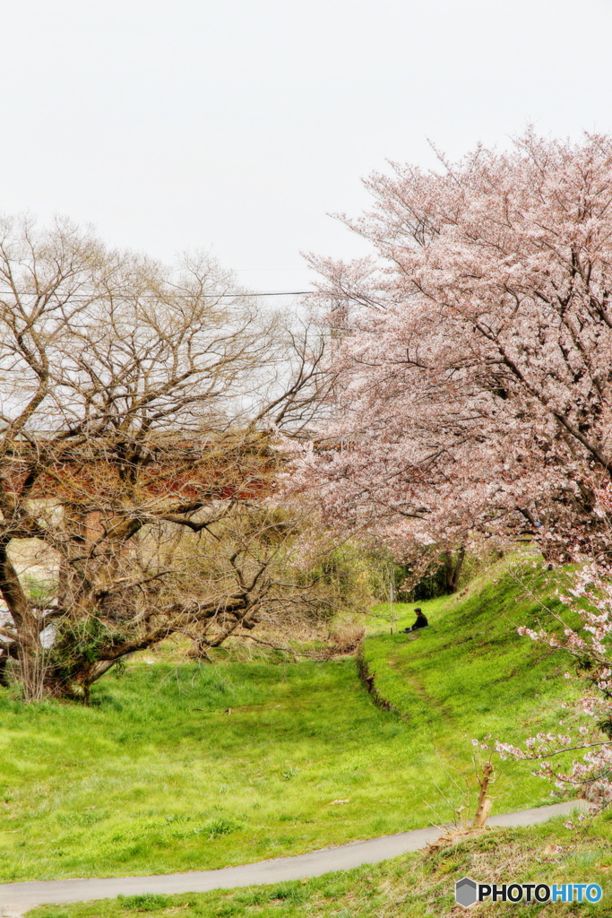 桜タイムを楽しむ人