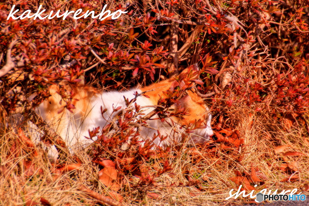 猫のかくれんぼ