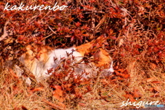 猫のかくれんぼ