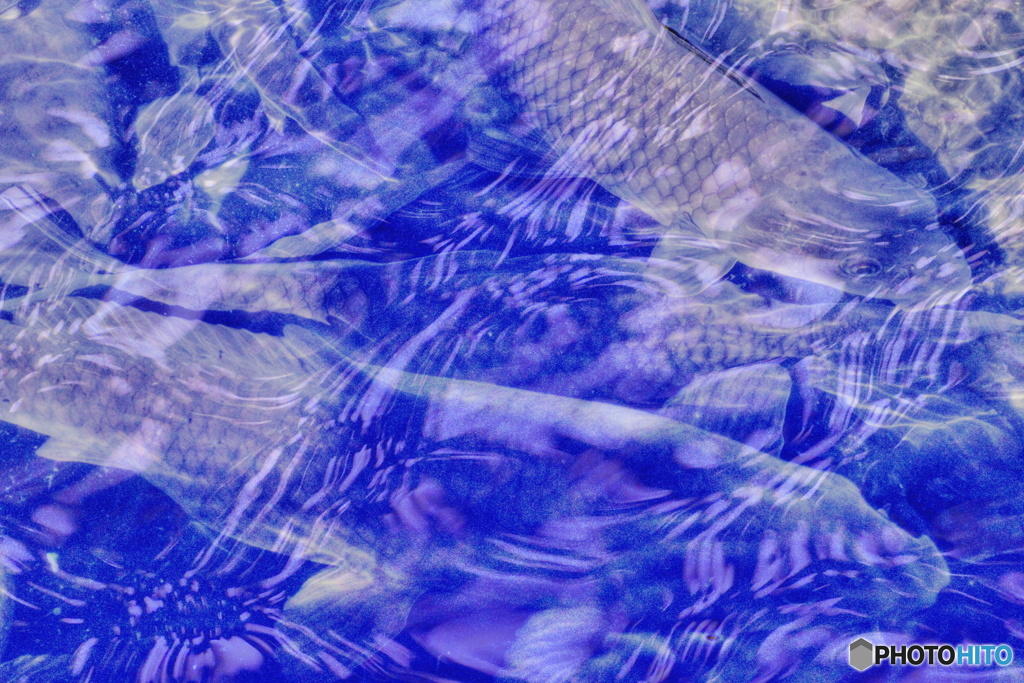 水紋と鯉
