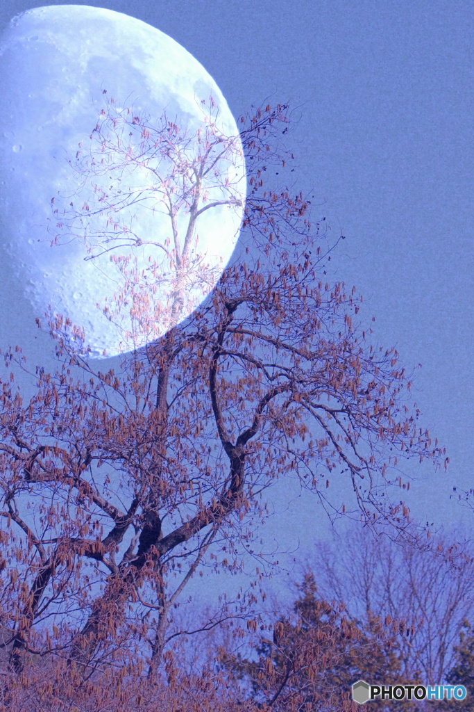 木のある風景（月夜）