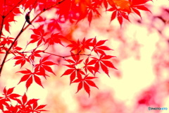 深紅絵巻