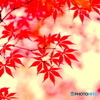 深紅絵巻