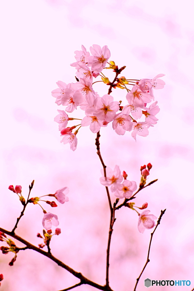 桜色の日差し