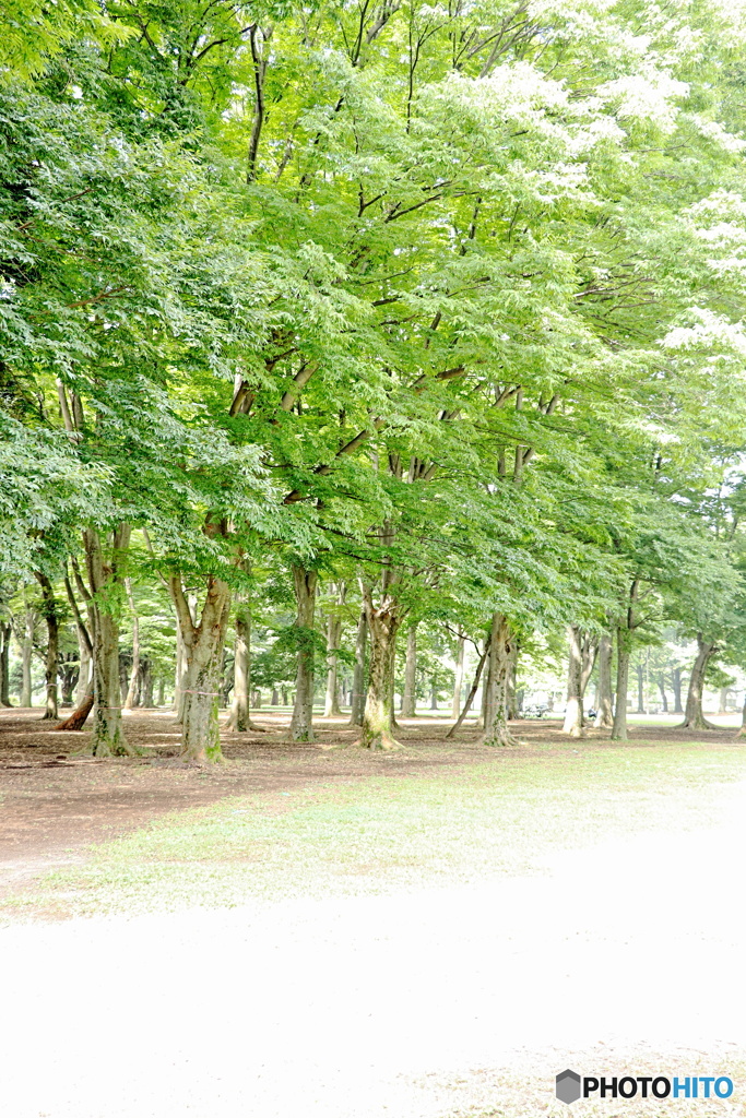 夏の木立