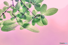 薄紅化粧 薄紅化粧