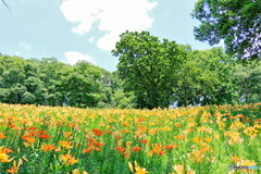 いっぱい花開いた園児達の夢