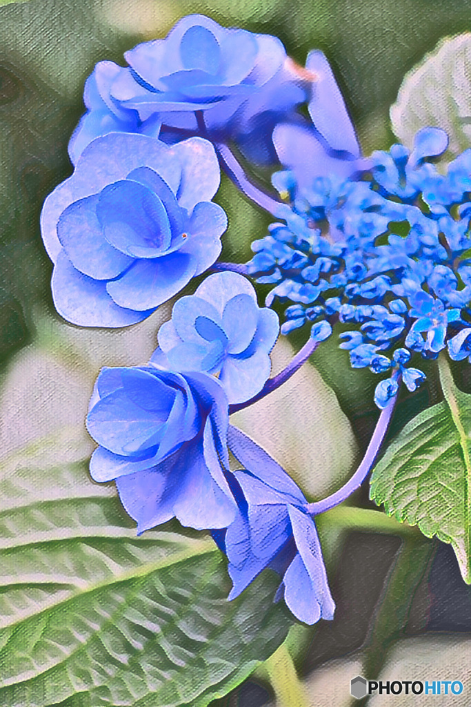 紫陽花のほほ笑み